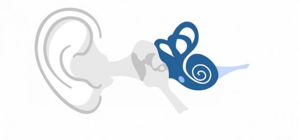 Saber cómo oímos | Audivox